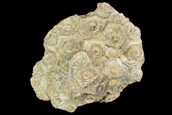 Fossil Coral (Actinocyathus) Head - Morocco #105721